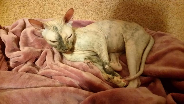 Фотобомбы котов