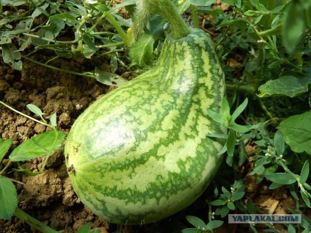 Паста с лагенарией змеевидной