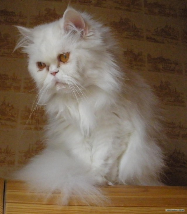 Котовторник на ЯПлакалъ (27.05.08), прикольные коты, добавляем свои!