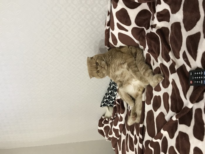 Котовторник 07.08.2018
