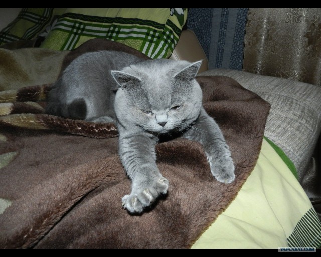 Начинаем котовторник!