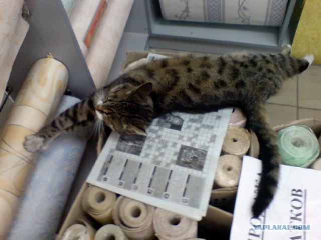 Котовторник  07.06.11