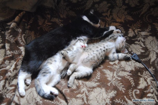 Котовторник! 11.10.11