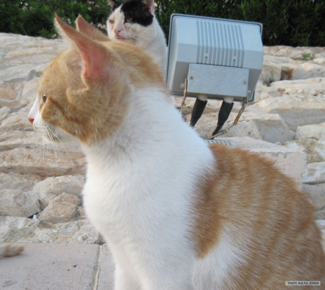 Котовторник! 08.11.11