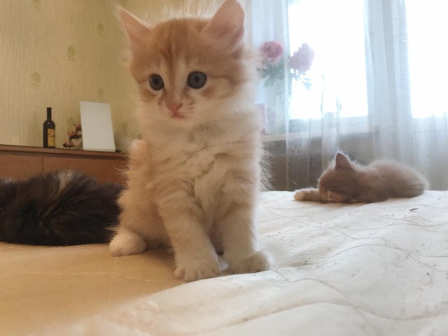 Живность из сети