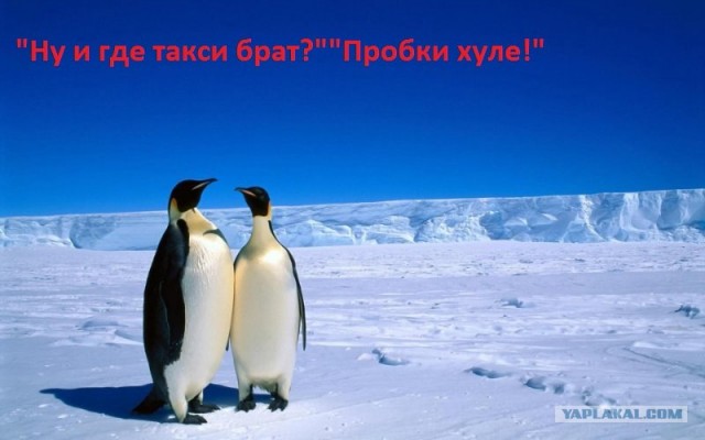 Домашняя "киса"