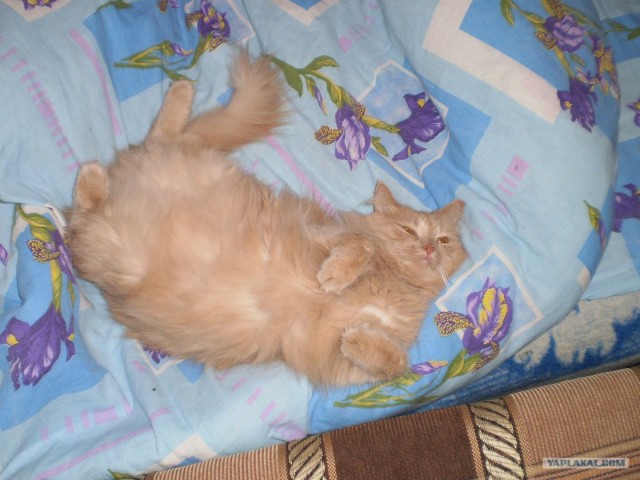 Котовторник (21.02.2012)