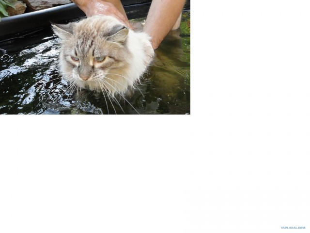 Котовторник 17.04.2012