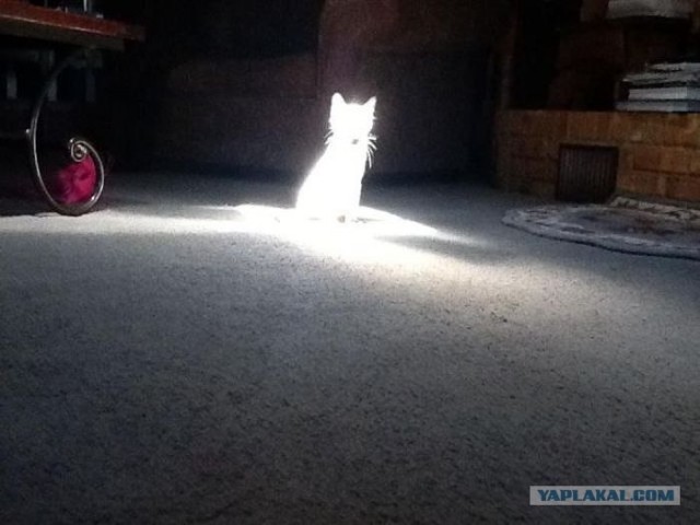 Котовторник  17.07.2012
