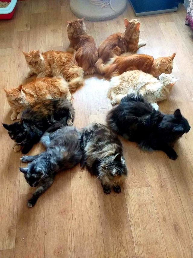 Прикольных котов пост