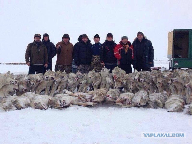 Волк - хищник лесов и степей