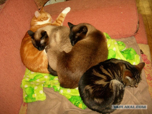 Котовторник 19.03.2019