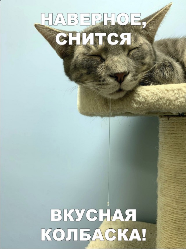 Забавные фото котеек