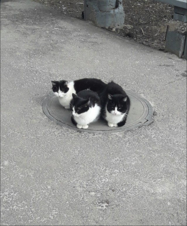 Забавные фото котеек
