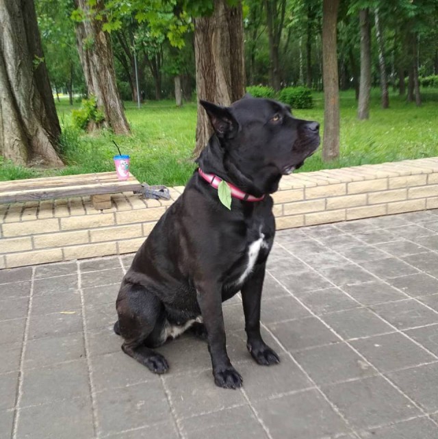 Собакочетверг господа!