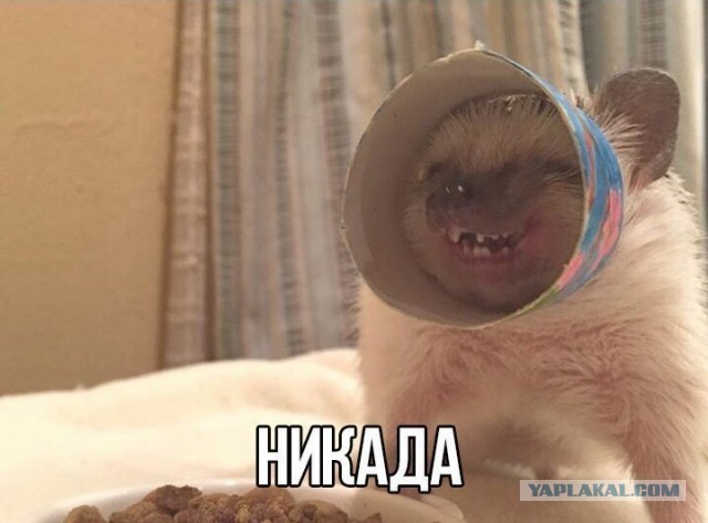 Сосед