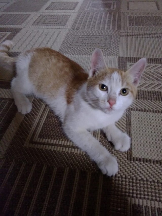 Забавные фото котеек