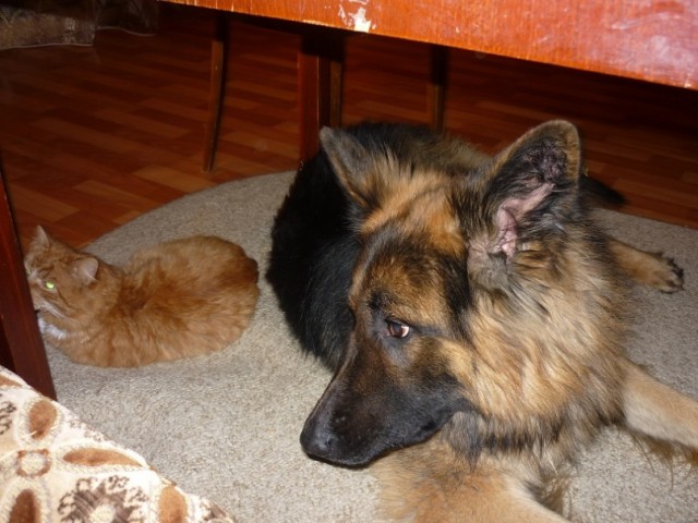 Уже не котовторник, но еще и не собакочетверг