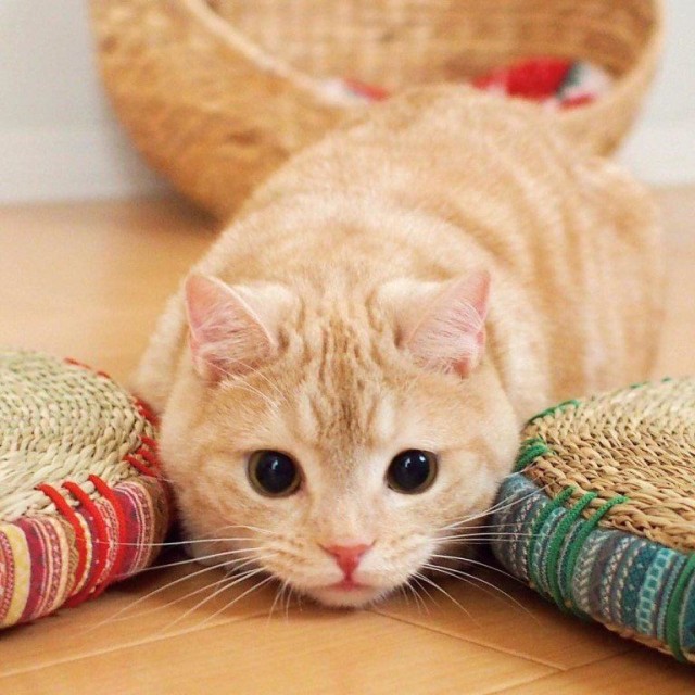 Забавные фото котеек