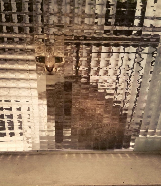 Фотограммы
