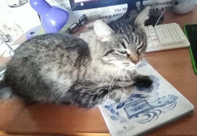 Коты, которые нас порадовали!