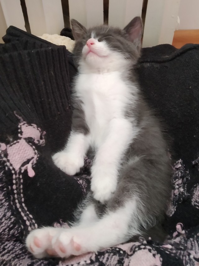 Можно начинать? Котовторник от 05.05.20