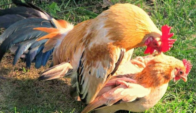 Пьяную веганку друзья накормили курицей, а та не оценила шутку и заявила в полицию