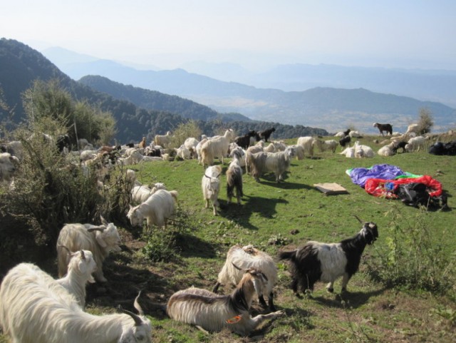 Орел против парапланериста
