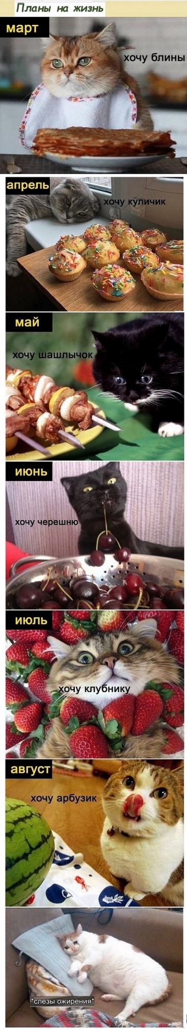Картинки с котами и про котов