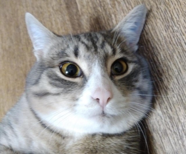 Котовторник!