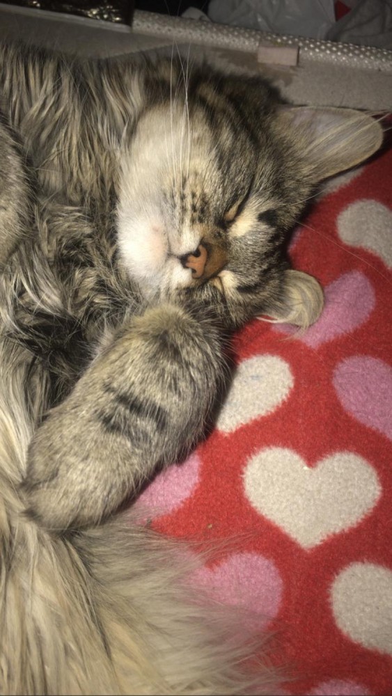 Котовторник же!