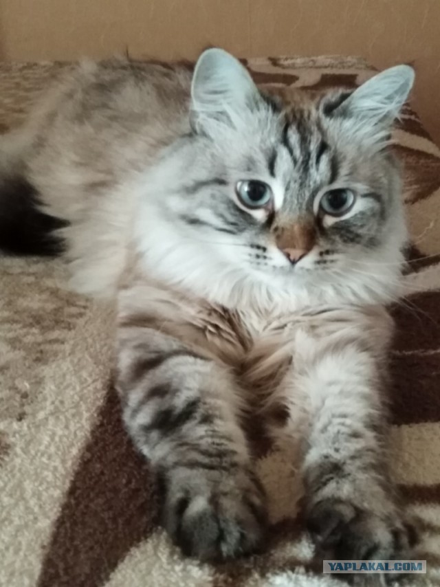Котовторник. Поговорим о кличках, друзья