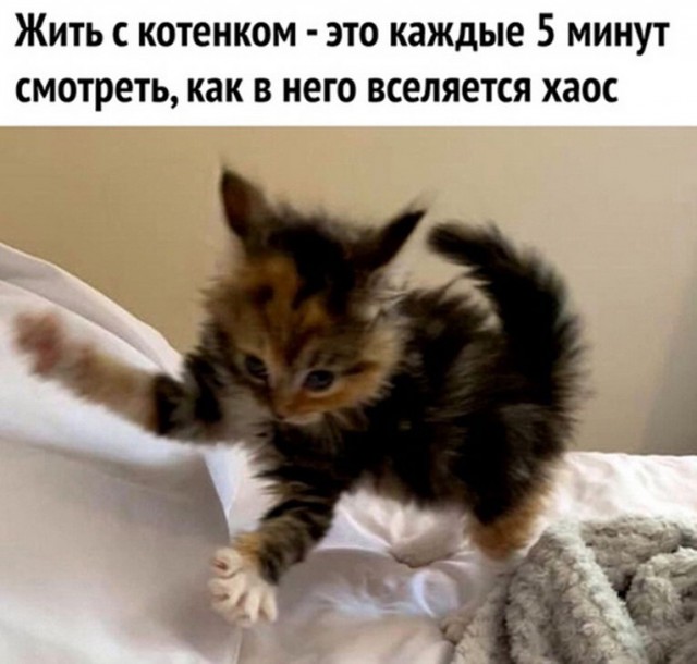 Злые котики - к последнему летнему котовторнику