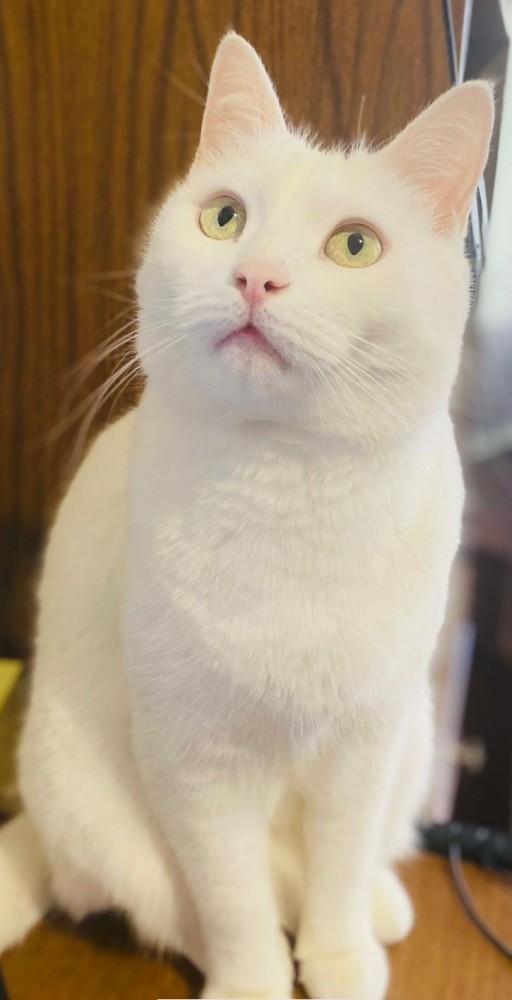К котовторнику
