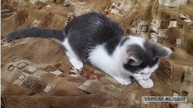 Отдам котят в хорошие руки (Новосибирск)