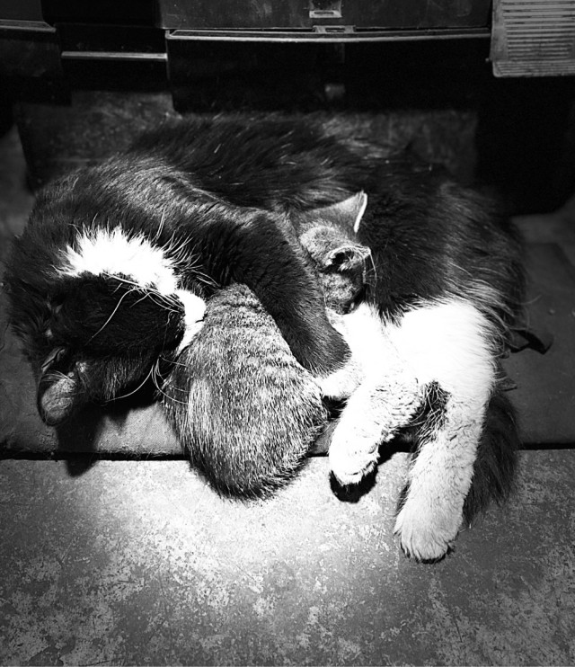 Котовторник так котовторник