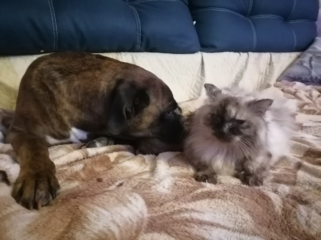 Котовторник. Картинки и буквы 08.02.22
