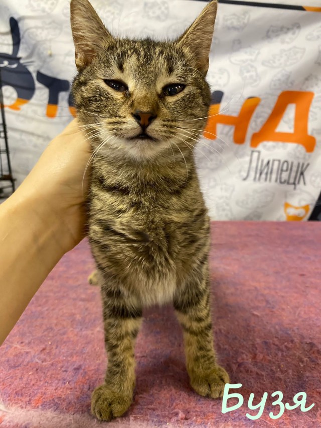 Жизнь домашнего приюта "Котоленд" 382