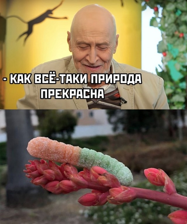 Картинки и мемы, всяко разно - 175