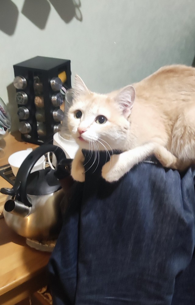 Котовторник! 16+ Коллеги-рабы, отмечаемся, у кого хозяину много лет!