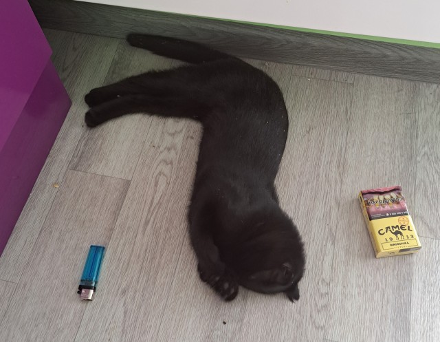 Кошак