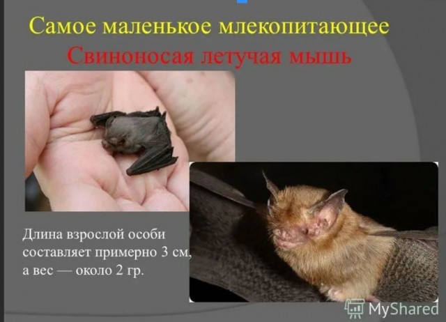 Без врага жизнь скучна, а с врагом - интересна