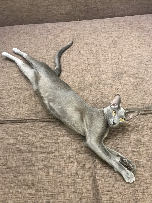 С котовторником ЯПовцы