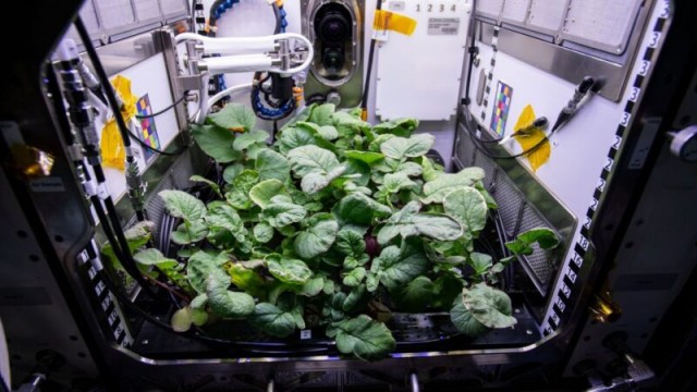 Выращенная в космосе еда оказалась непригодной для питания