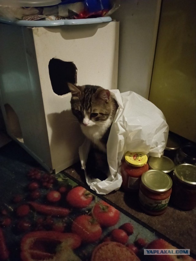 Котовторник уже пришёл?