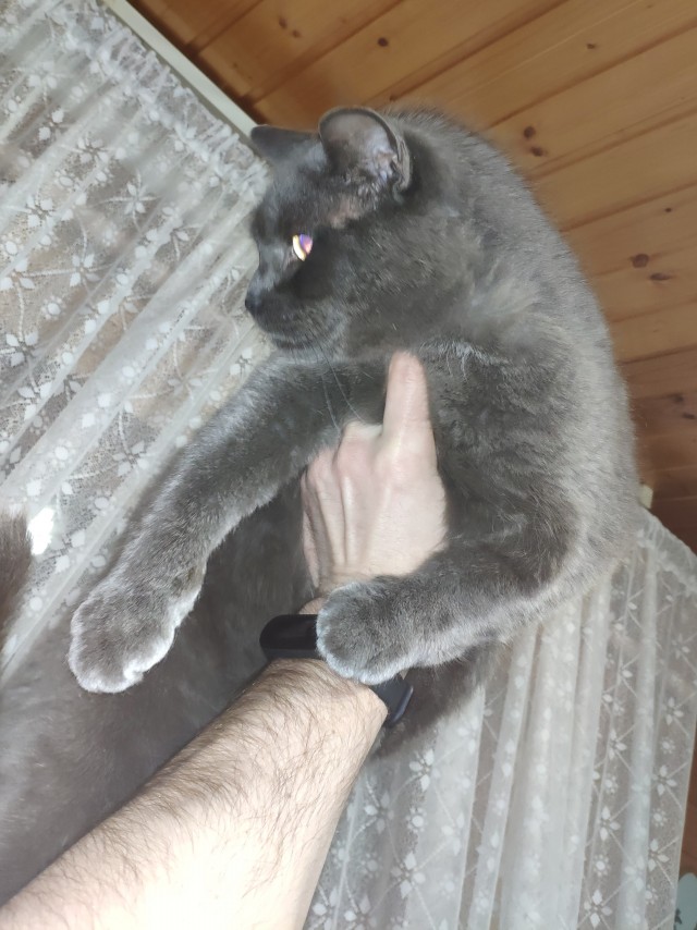 Всех с котовторником