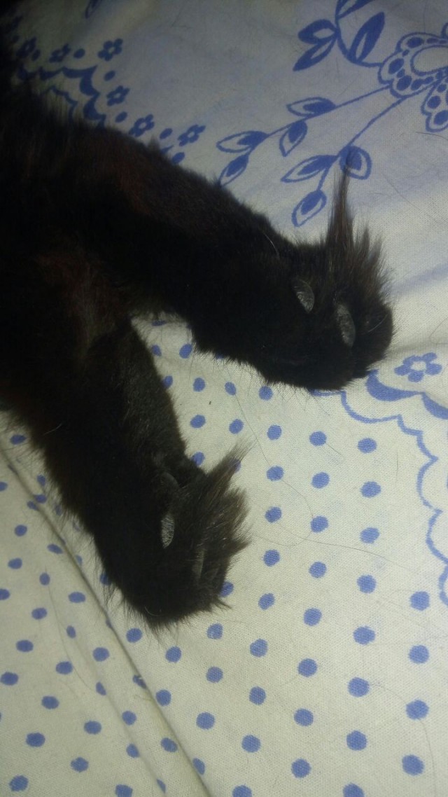 Подкидыш к котовторнику
