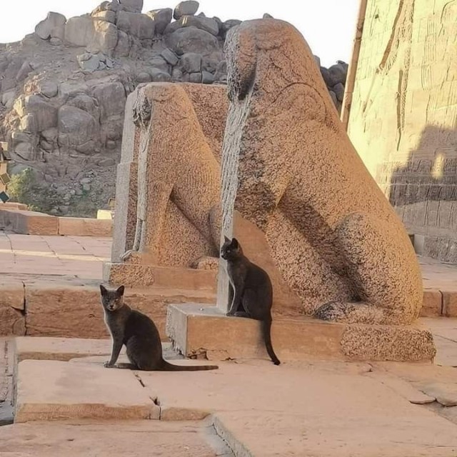 Кошки на развалинах города Помпеи