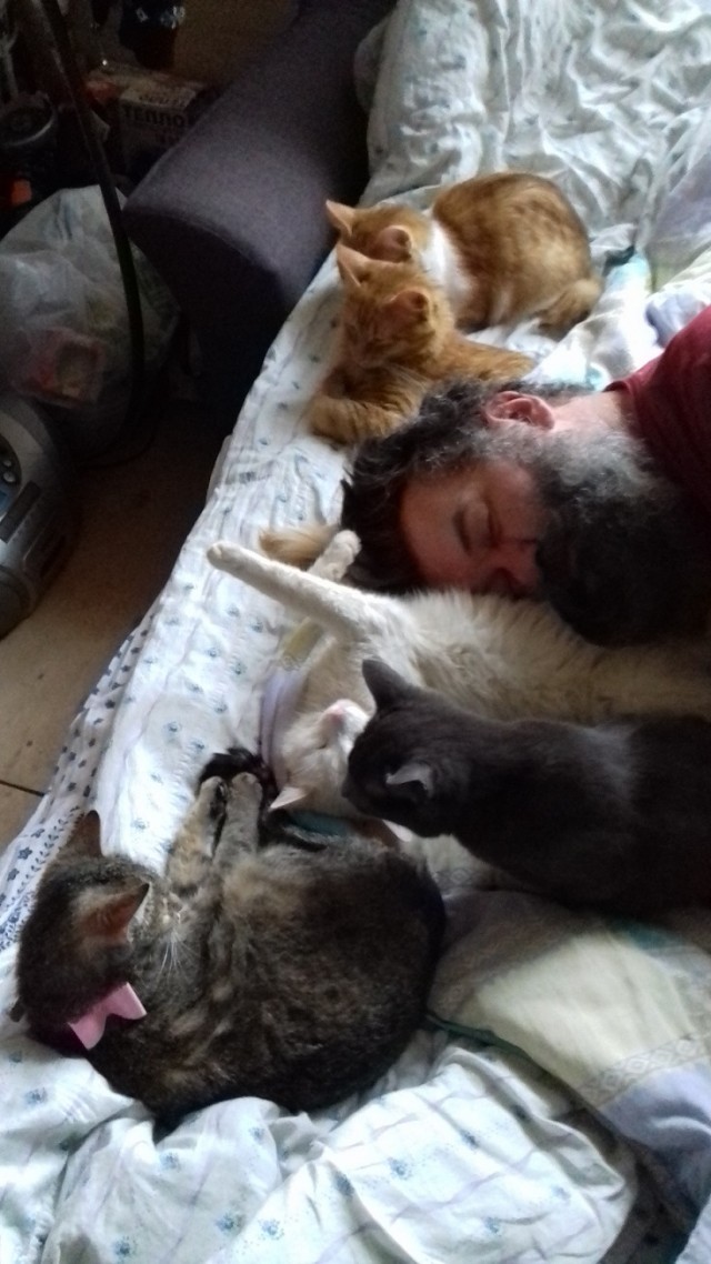 Спящий кот