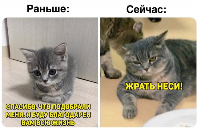 К котовторнику: подборка картинок-баянов с котиками и про котиков. Выпуск 11